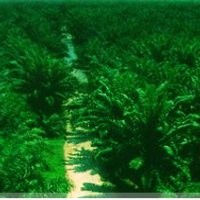 Laba Bersih TBLA Naik 60 Kali Lipat